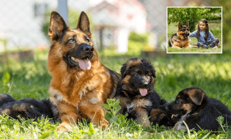 5 Different Types Of German Shepherd Breeds & Their Features