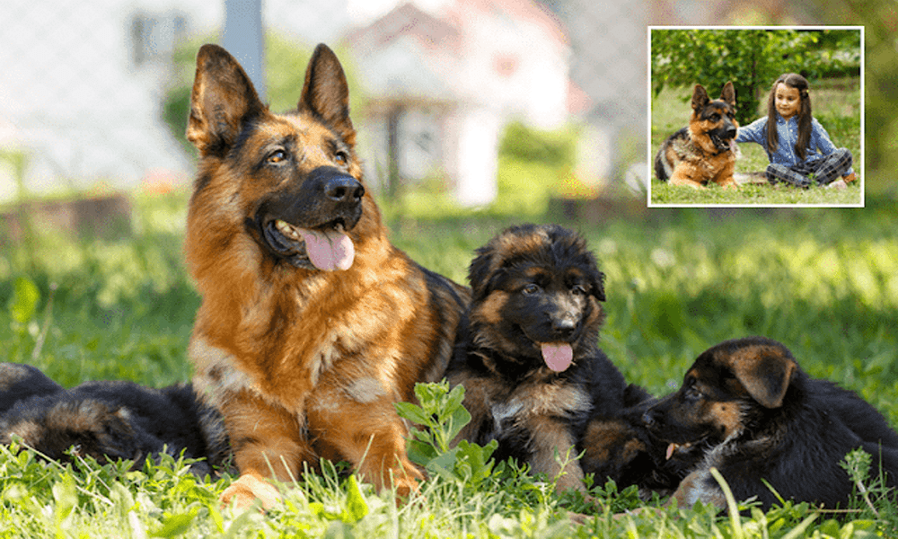 5 Different Types Of German Shepherd Breeds And Their Features